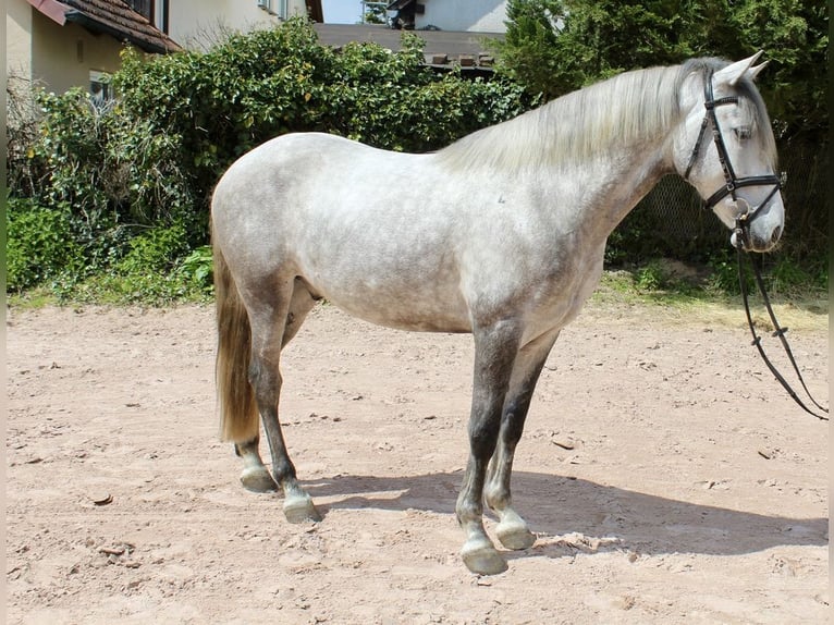 Otras razas Caballo castrado 4 años 162 cm Tordo rodado in Sonnefeld