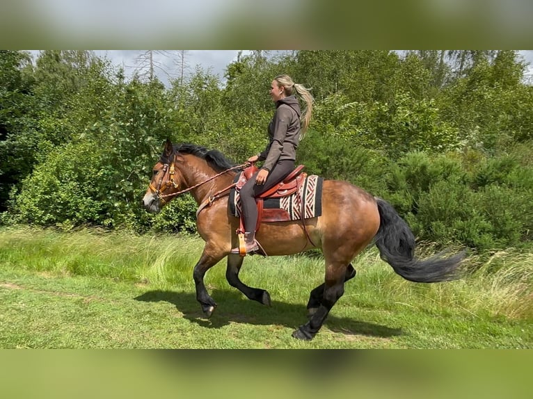 Otras razas Caballo castrado 4 años 163 cm Castaño in Linkenbach