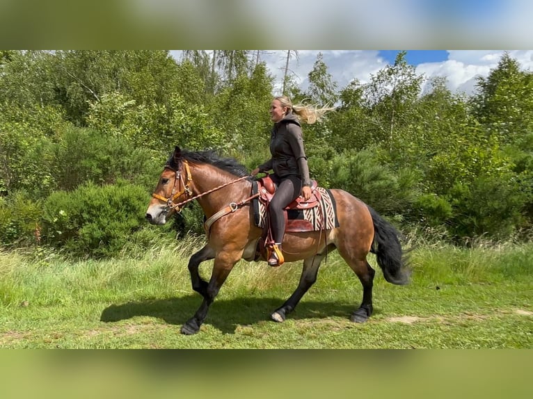 Otras razas Caballo castrado 4 años 163 cm Castaño in Linkenbach