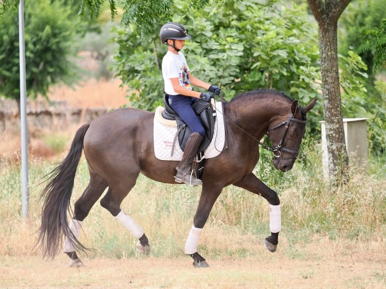 Otras razas Caballo castrado 4 años 163 cm Negro in NAVAS DEL MADRONO