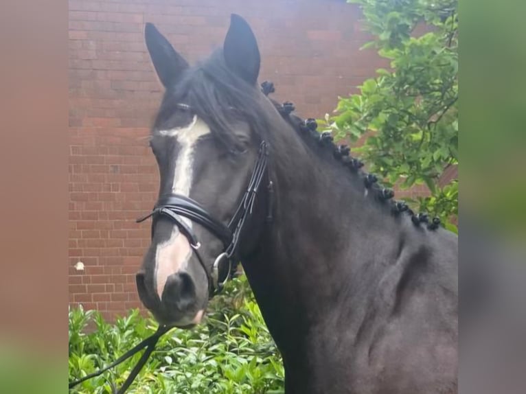 Otras razas Caballo castrado 4 años 163 cm Negro in Hopsten