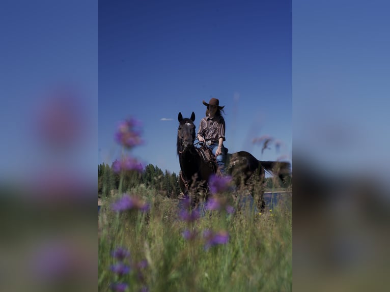 Otras razas Caballo castrado 4 años 163 cm Negro in Truckee