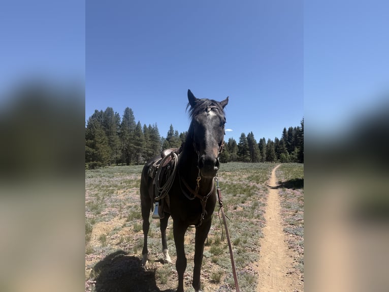 Otras razas Caballo castrado 4 años 163 cm Negro in Truckee