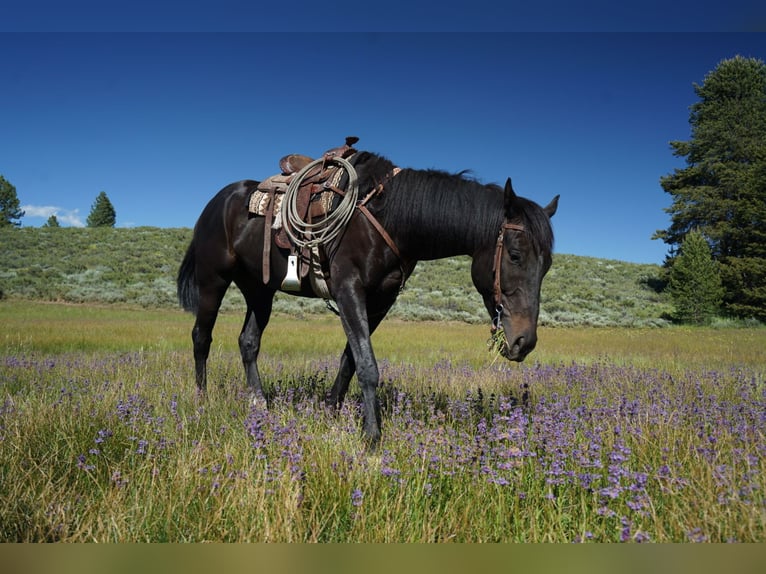Otras razas Caballo castrado 4 años 163 cm Negro in Truckee