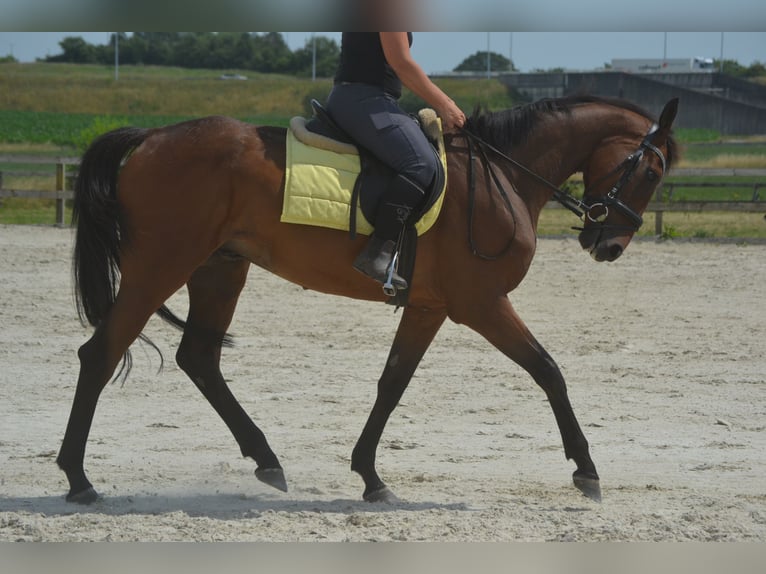 Otras razas Caballo castrado 4 años 164 cm Castaño in Breda