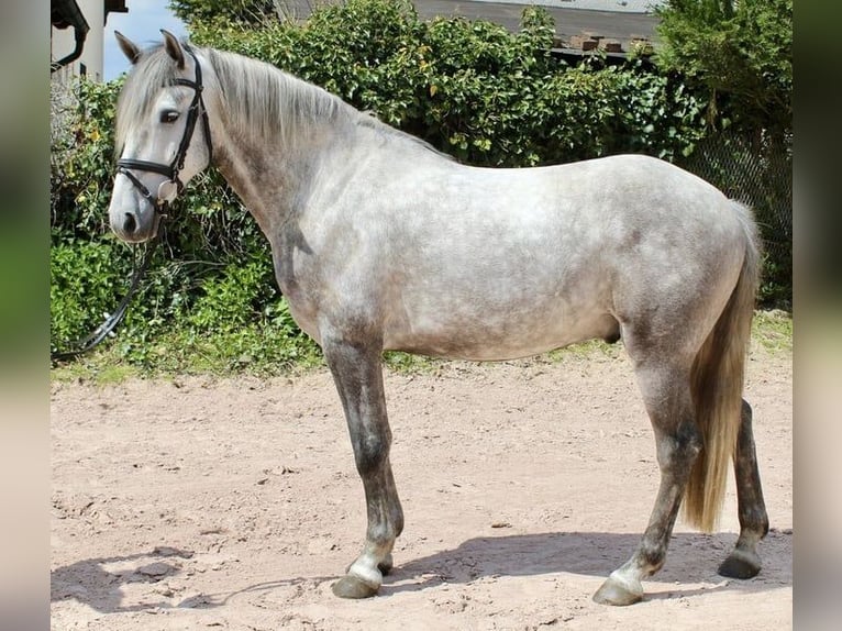 Otras razas Caballo castrado 4 años 164 cm Tordo rodado in Sonnefeld