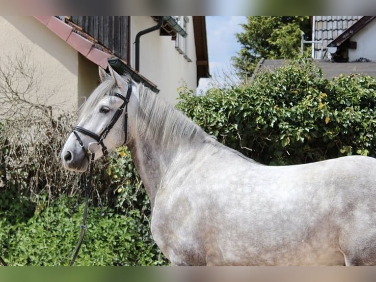 Otras razas Caballo castrado 4 años 164 cm Tordo rodado in Sonnefeld