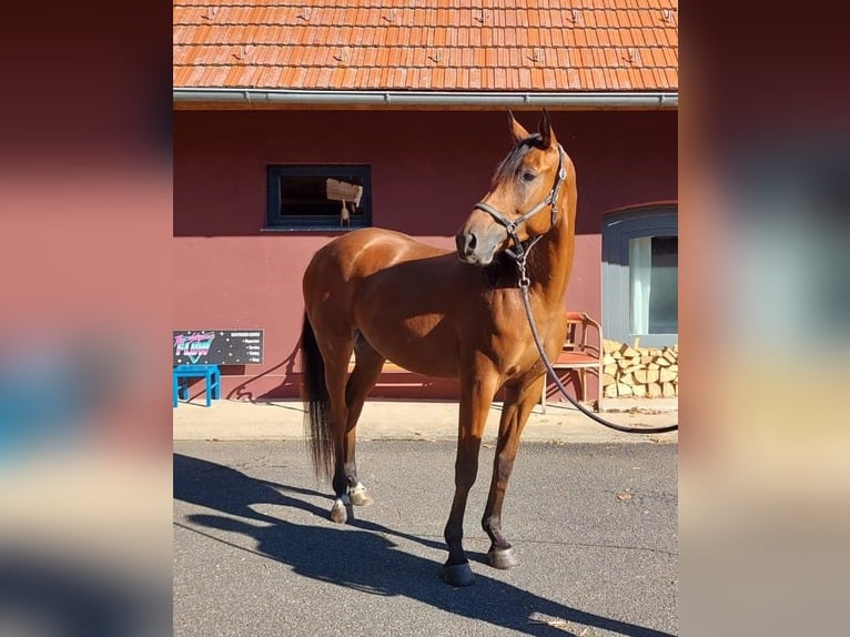 Otras razas Caballo castrado 4 años 165 cm Alazán-tostado in Gamlitz