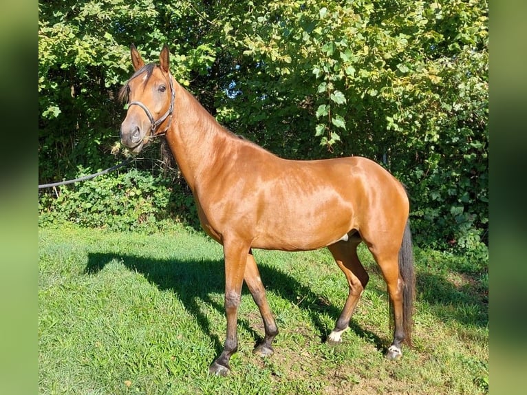 Otras razas Caballo castrado 4 años 165 cm Alazán-tostado in Gamlitz