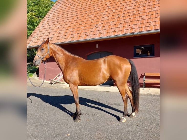 Otras razas Caballo castrado 4 años 165 cm Alazán-tostado in Gamlitz