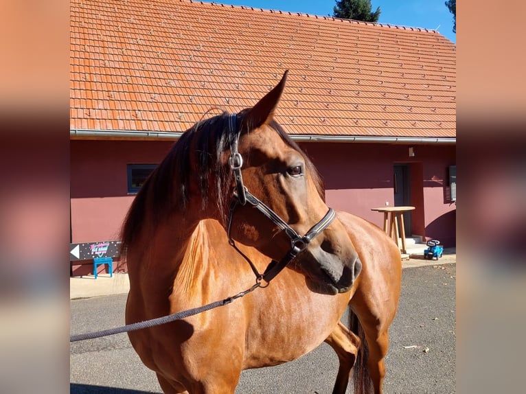 Otras razas Caballo castrado 4 años 165 cm Alazán-tostado in Gamlitz