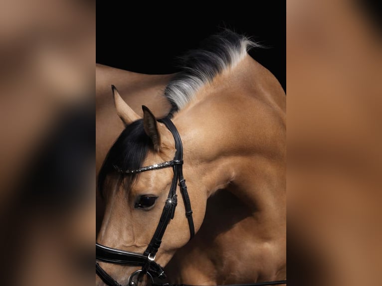 Otras razas Caballo castrado 4 años 165 cm Bayo in Nettersheim