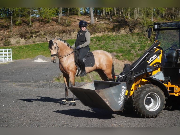 Otras razas Caballo castrado 4 años 165 cm Bayo in Nettersheim