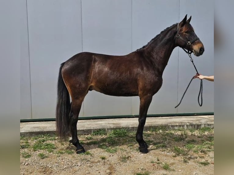 Otras razas Mestizo Caballo castrado 4 años 165 cm Castaño in San Javier