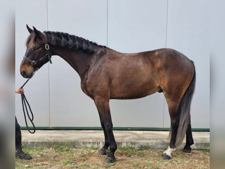 Otras razas Mestizo Caballo castrado 4 años 165 cm Castaño in San Javier