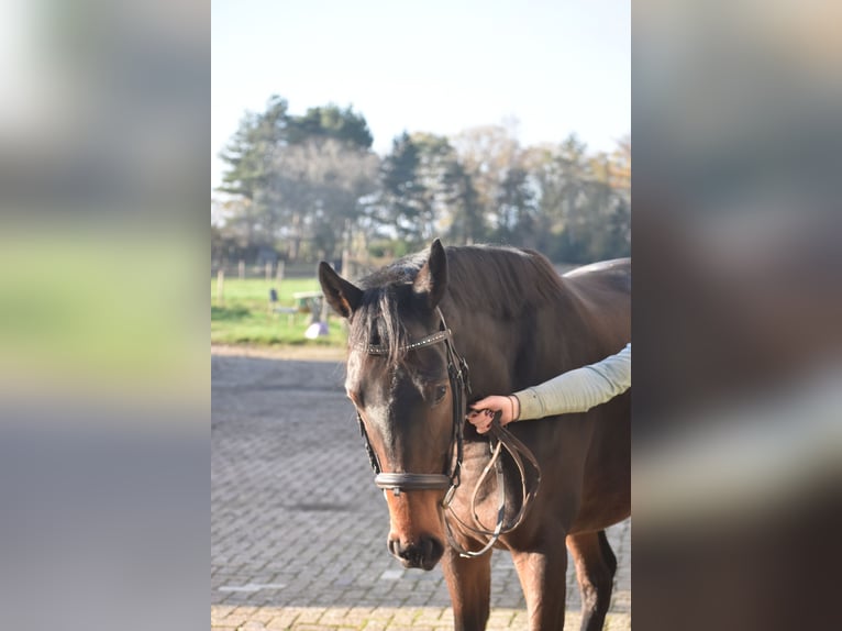 Otras razas Caballo castrado 4 años 165 cm Castaño in Achtmaal