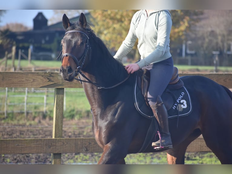 Otras razas Caballo castrado 4 años 165 cm Castaño in Achtmaal