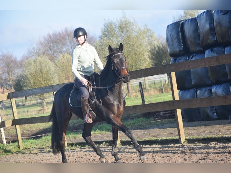 Otras razas Caballo castrado 4 años 165 cm Castaño in Achtmaal