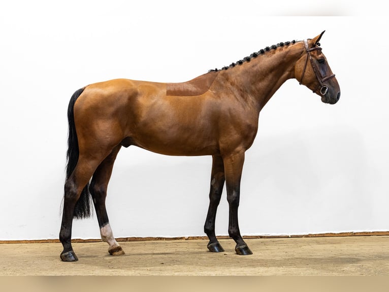 Otras razas Caballo castrado 4 años 165 cm Castaño in Waddinxveen