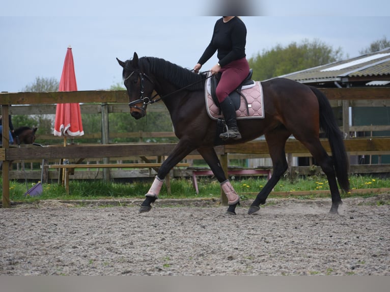 Otras razas Caballo castrado 4 años 165 cm Castaño oscuro in Achtmaal