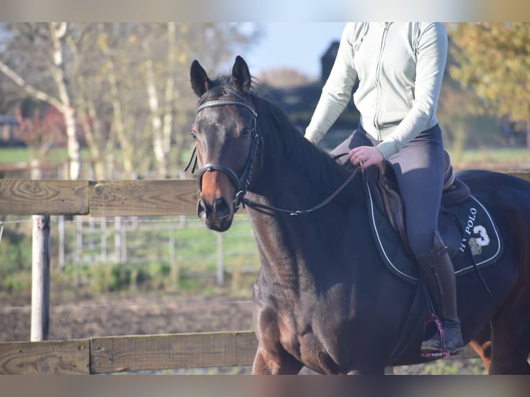 Otras razas Caballo castrado 4 años 165 cm Castaño oscuro in Achtmaal