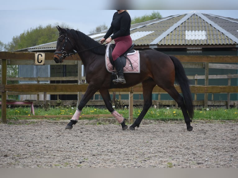 Otras razas Caballo castrado 4 años 165 cm Castaño oscuro in Achtmaal