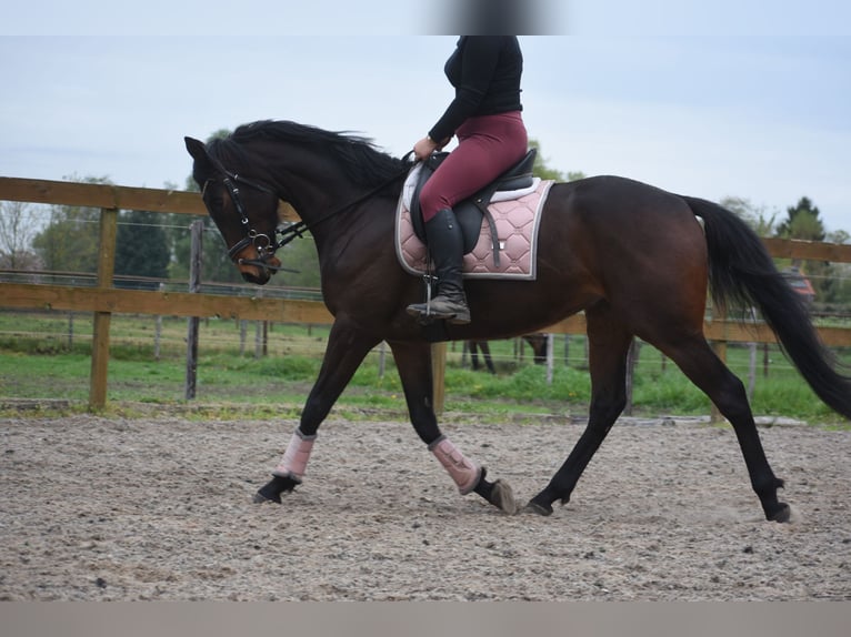 Otras razas Caballo castrado 4 años 165 cm Castaño oscuro in Achtmaal