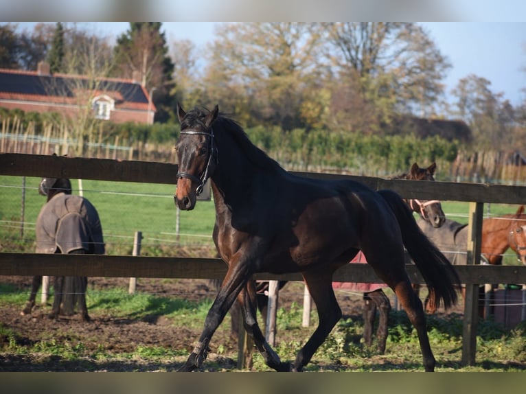 Otras razas Caballo castrado 4 años 165 cm Castaño oscuro in Achtmaal