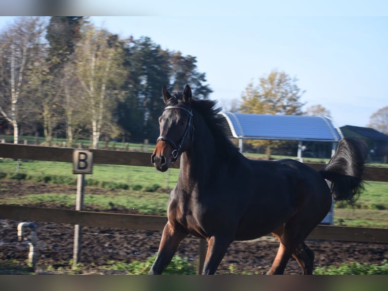 Otras razas Caballo castrado 4 años 165 cm Castaño oscuro in Achtmaal