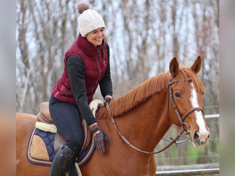 Otras razas Caballo castrado 4 años 168 cm Alazán in Pér
