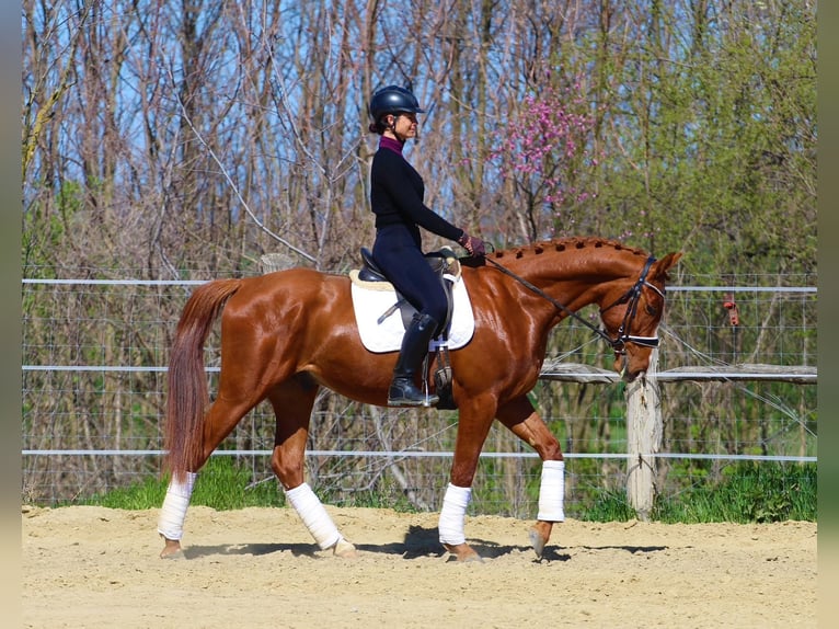 Otras razas Caballo castrado 4 años 168 cm Alazán in Pér