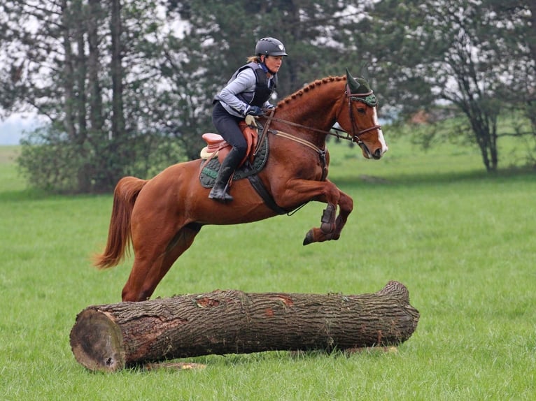 Otras razas Caballo castrado 4 años 168 cm Alazán in Pér