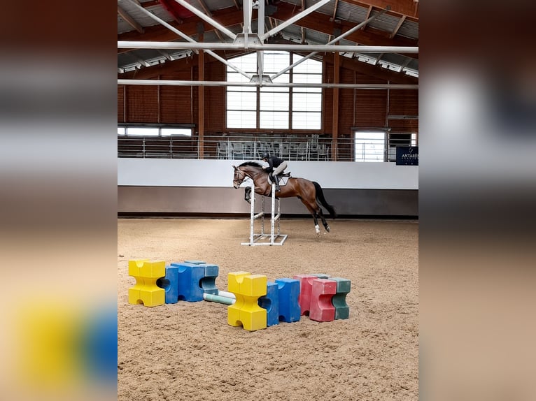 Otras razas Caballo castrado 4 años 168 cm Castaño in Savoie