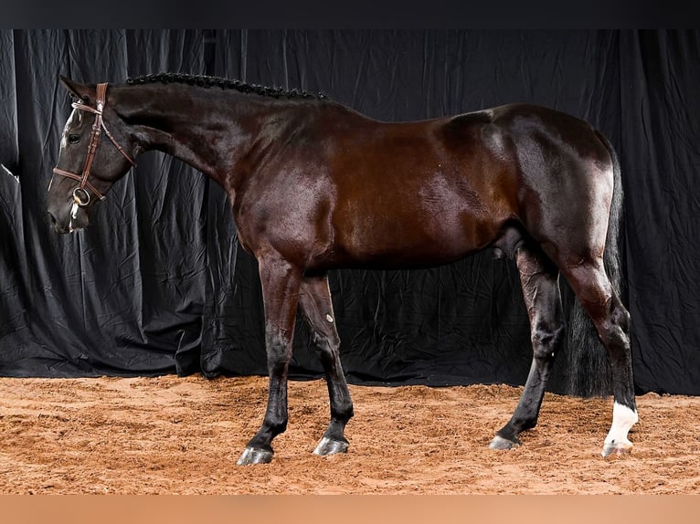 Otras razas Caballo castrado 4 años 170 cm Negro in Bladel