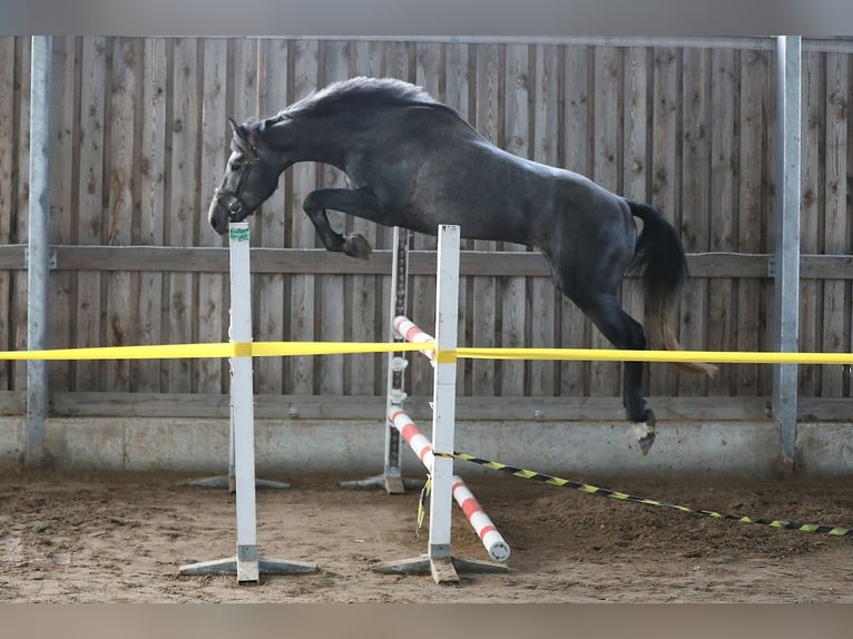 Otras razas Caballo castrado 4 años 170 cm Tordo in Paide