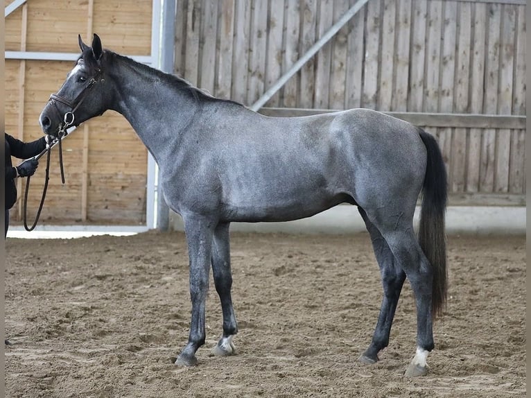Otras razas Caballo castrado 4 años 170 cm Tordo in Paide
