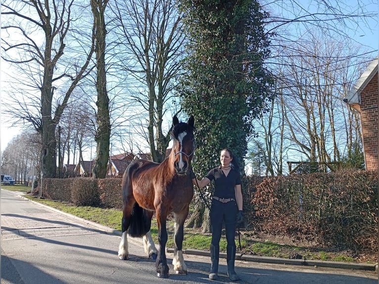 Otras razas Caballo castrado 4 años 173 cm Castaño oscuro in Eggermühlen