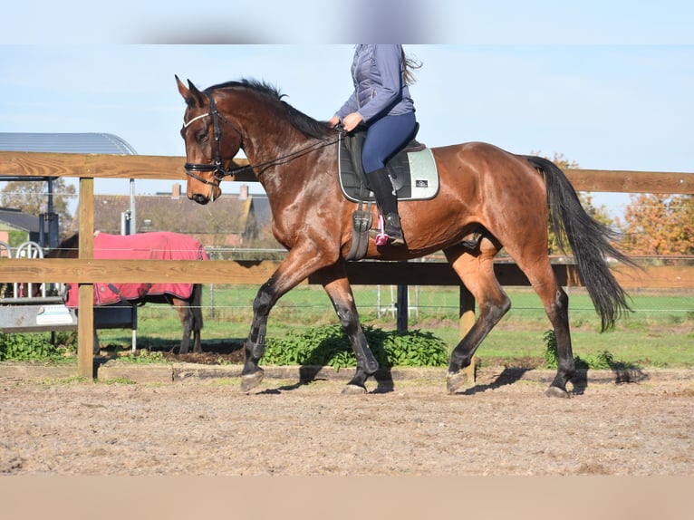 Otras razas Caballo castrado 4 años 175 cm Castaño in Achtmaal