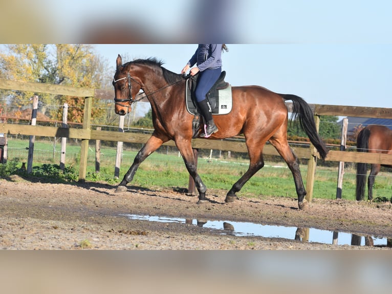 Otras razas Caballo castrado 4 años 175 cm Castaño in Achtmaal