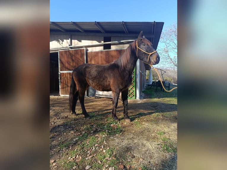 Otras razas Caballo castrado 4 años Castaño oscuro in Capestrano