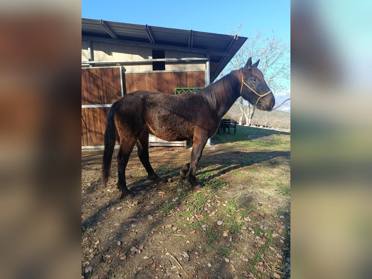 Otras razas Caballo castrado 4 años Castaño oscuro in Capestrano