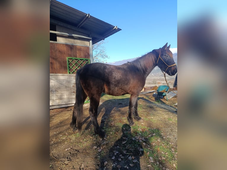Otras razas Caballo castrado 4 años Castaño oscuro in Capestrano