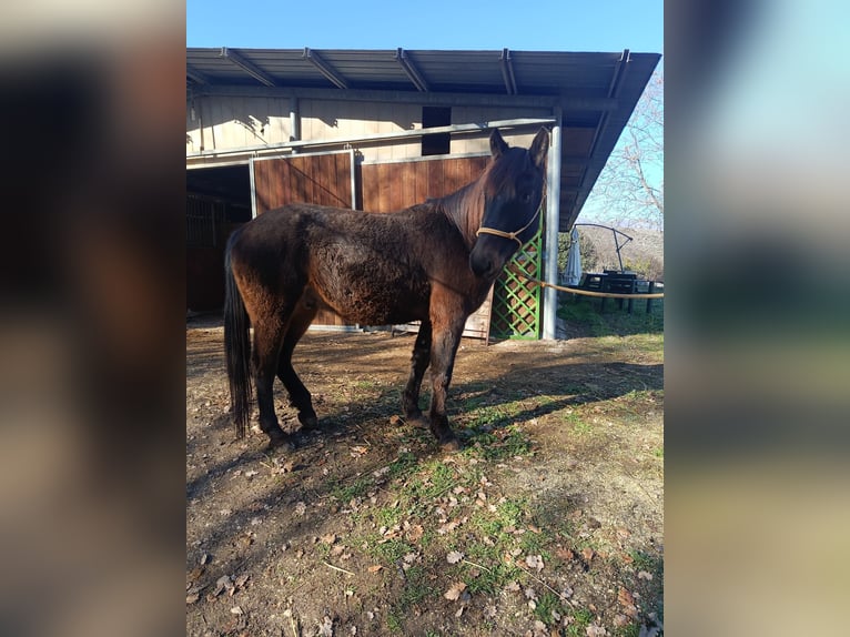 Otras razas Caballo castrado 4 años Castaño oscuro in Capestrano