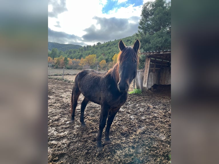 Otras razas Caballo castrado 4 años Castaño oscuro in Capestrano