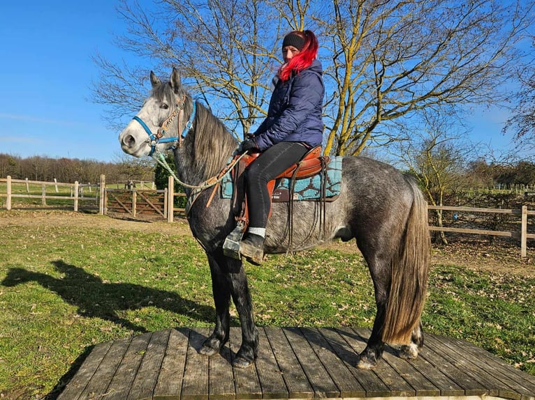 Otras razas Caballo castrado 4 años Tordo rodado in Linkenbach