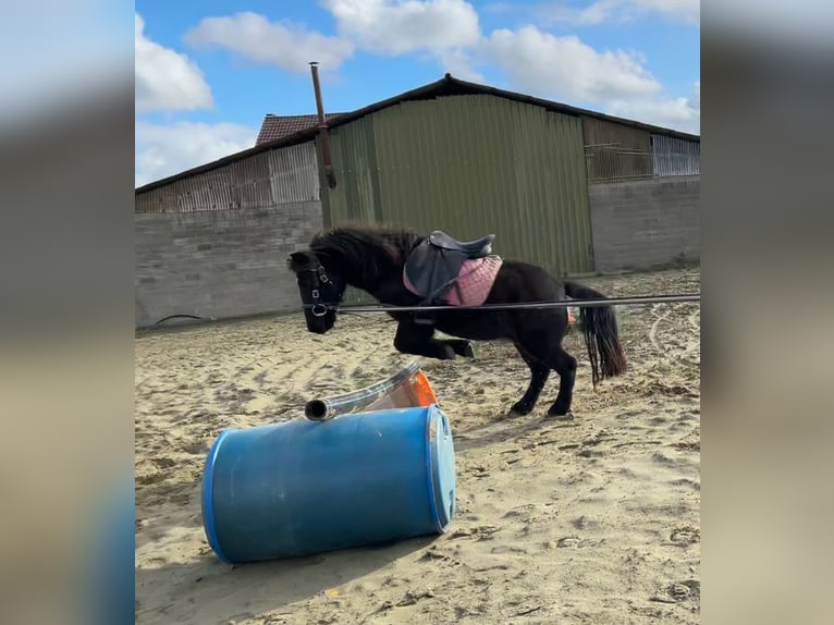 Otras razas Mestizo Caballo castrado 5 años 114 cm Negro in Zarlardinge