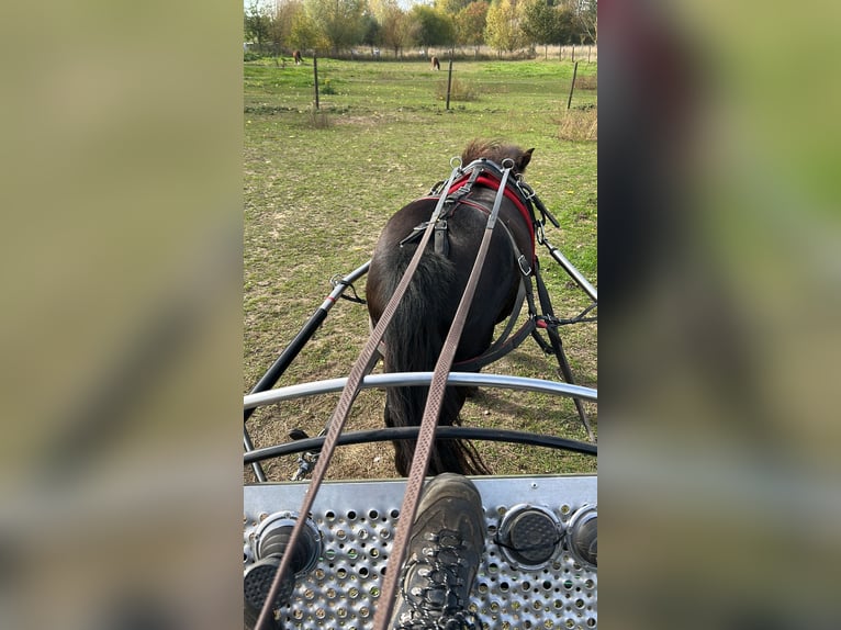 Otras razas Mestizo Caballo castrado 5 años 114 cm Negro in Zarlardinge