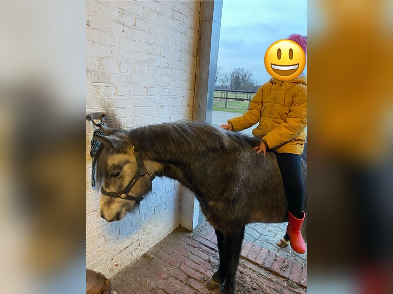 Otras razas Mestizo Caballo castrado 5 años 118 cm Tordo rodado in Hemsloh