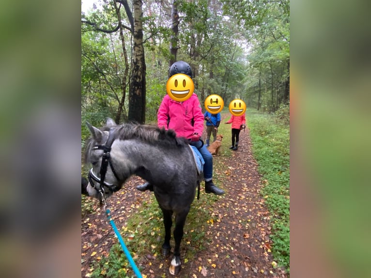 Otras razas Mestizo Caballo castrado 5 años 118 cm Tordo rodado in Hemsloh