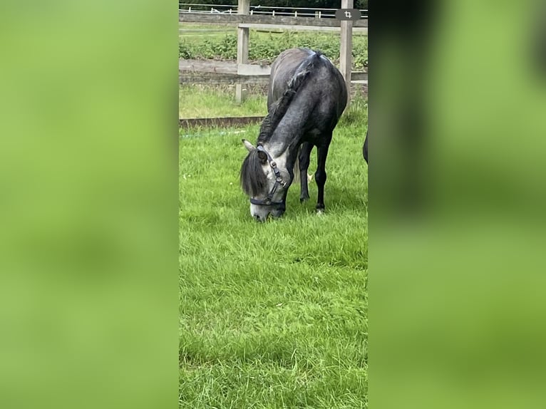 Otras razas Mestizo Caballo castrado 5 años 118 cm Tordo rodado in Hemsloh